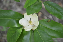 Magnolia virginiana 'Glauca' — photo 3